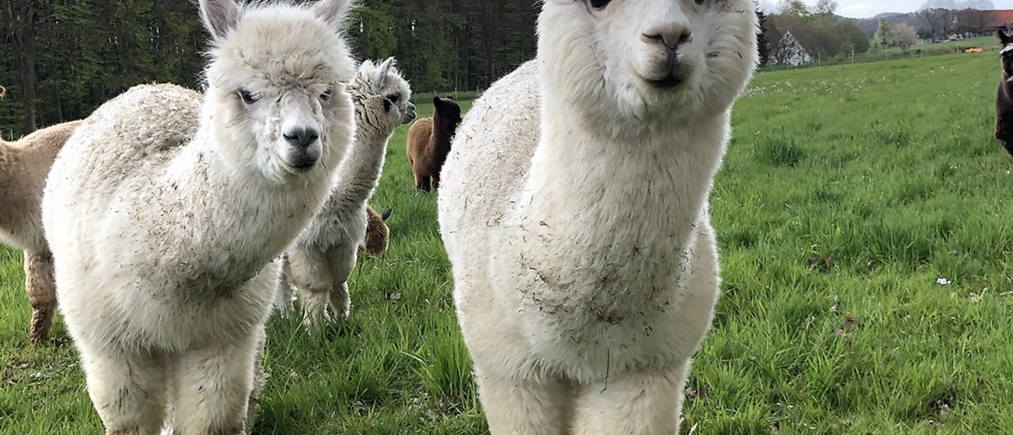 Alpakas am Föhrenbach
